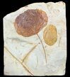 Fossil Leaves (Zizyphoides & Dogwood) - Montana #53303-1